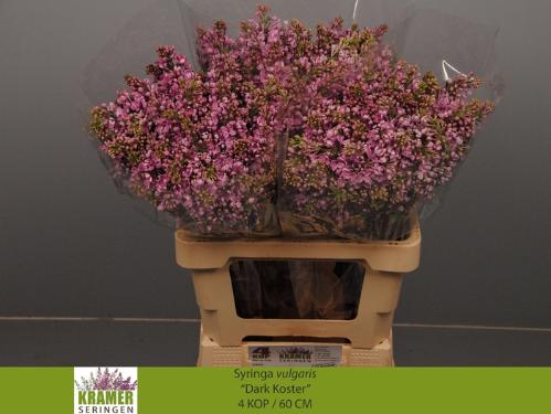 Alstroemeria 'Regina'