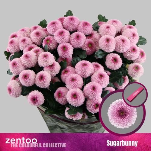 Chrysanthemum (Indicum Grp) tros santini Sugarbunny