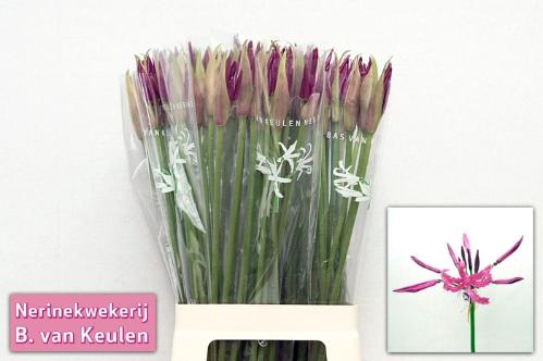 Nerine Bowdenii Grp 'Mister Nick'