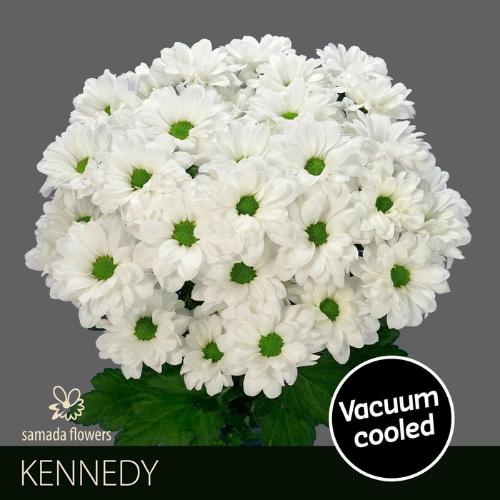 Chrysanthemum Indicum Grp tros Kennedy