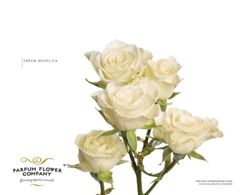 Rosa tros overig