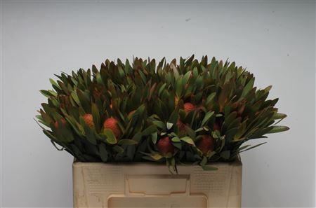 Leucadendron Ayoba Sky