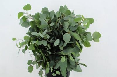 Eucalyptus per bos overig blad