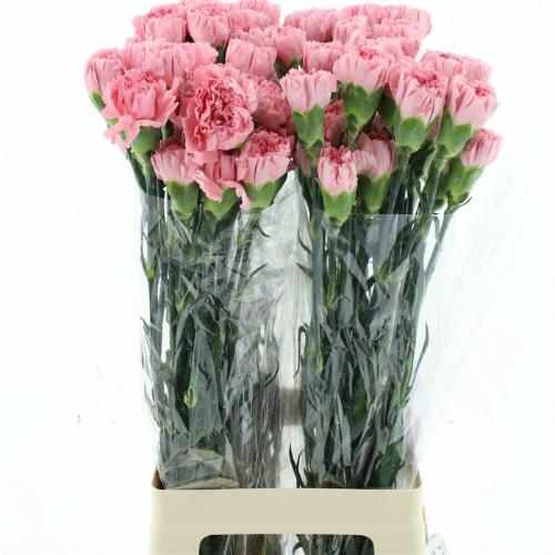 Dianthus standaard Lotus
