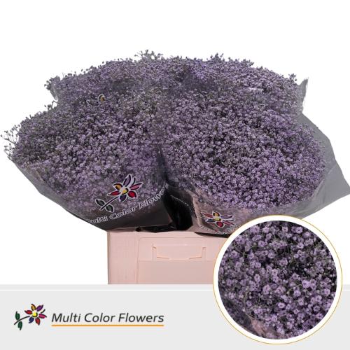 Gypsophila overig kleurbehandeld H%