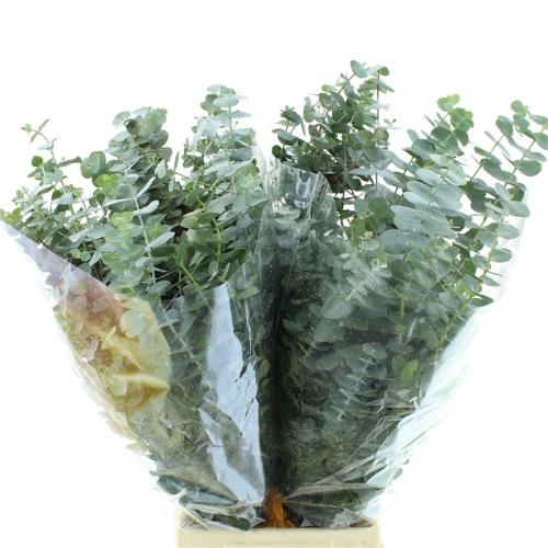 Eucalyptus per bos cinerea