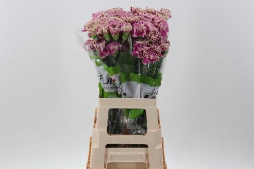 Dianthus standaard 'Antigua'