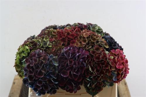 Hydrangea macrophylla Magical Charlotte