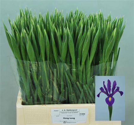 Iris (Hollandse Iris Grp) 'Hong Kong'