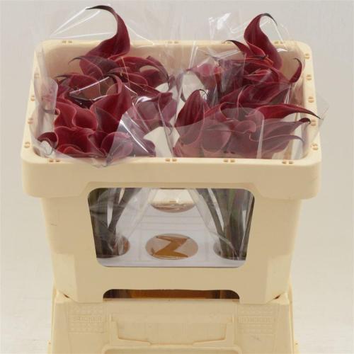 Zantedeschia 'Red Charm'