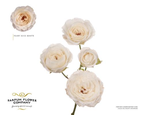Rosa tros overig