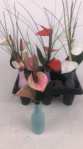 Anthurium Andreanum Grp Love Collectie