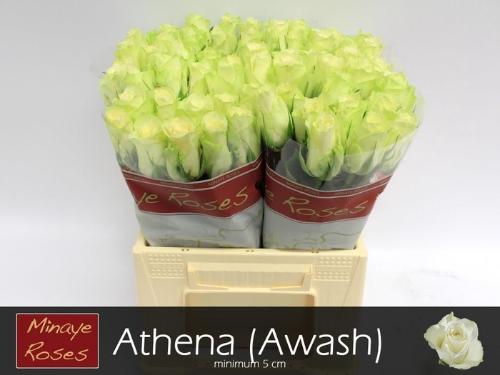 Rosa grootbloemig Athena