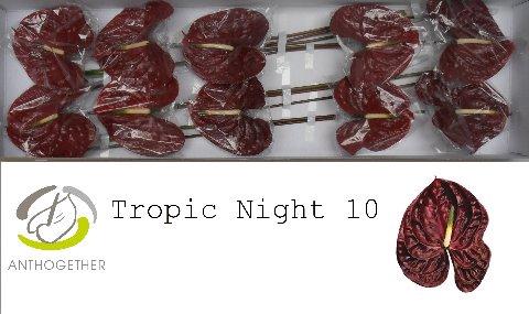 Anthurium Andreanum Grp Tropic Night