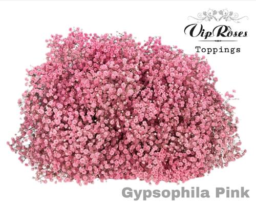 Gypsophila overig kleurbehandeld H%