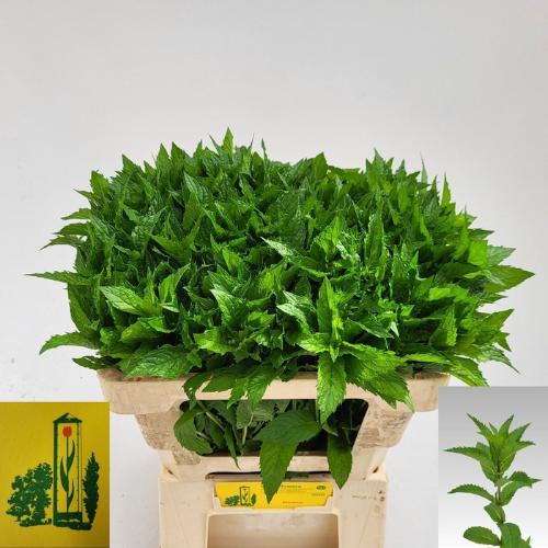 Mentha 'Tigra'