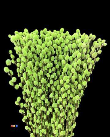 Salix H%