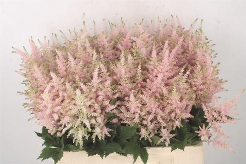 Astilbe Japonica Grp 'Europa'
