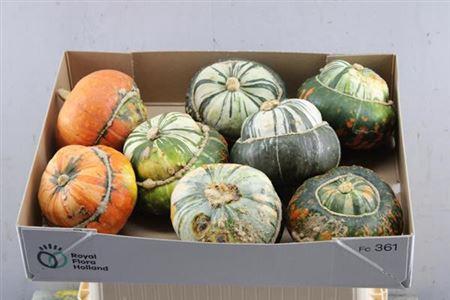 Siervruchten per stuk Cucurbita maxima Turk's Turban Mix