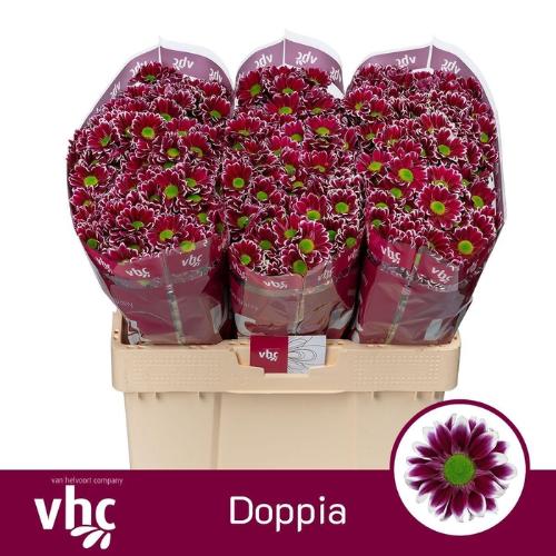 Chrysanthemum (Indicum Grp) tros santini Aaa Doppia