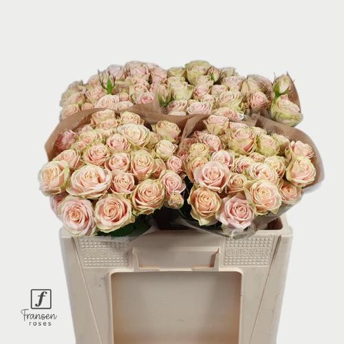 Rosa tros Whitney