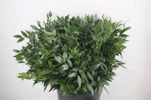 Ruscus aculeatus per bos