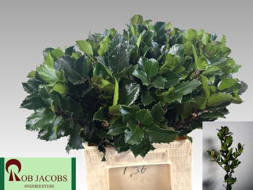 Ilex x meserveae 'Blue Prince'