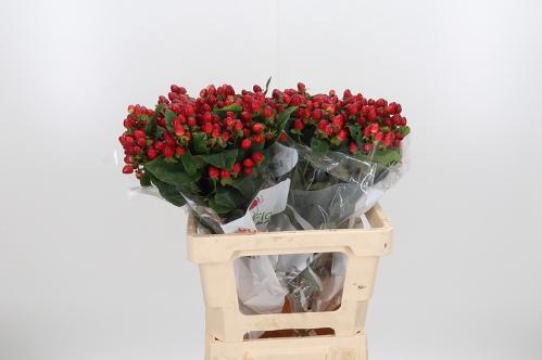 Hypericum inodorum Magical Triumph
