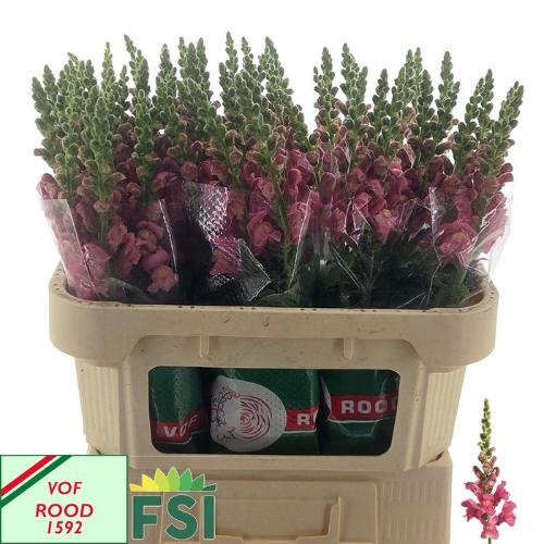 Antirrhinum majus 'Cool Rose'