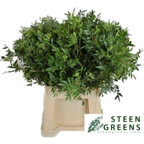 Pistacia sp. (blad)