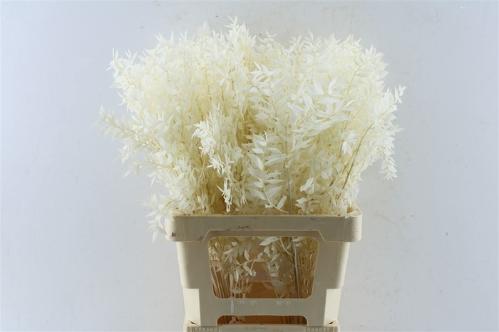 Ruscus kleurbehandeld H%