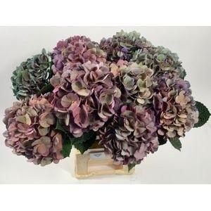 Hydrangea macrophylla Fabulous Anne (classic)