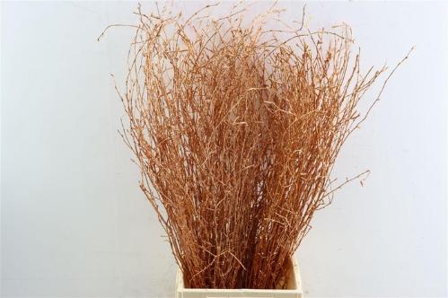 Betula kleurbehandeld H%