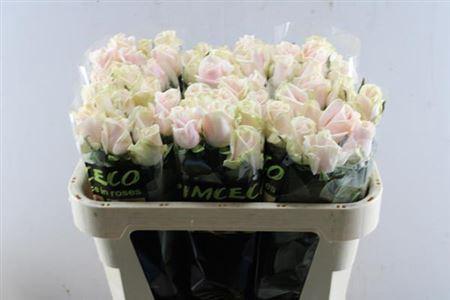 Rosa grootbloemig Sweet Avalanche +