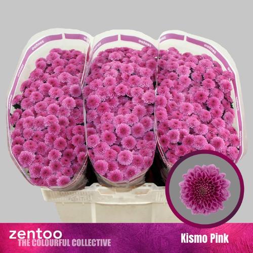 Chrysanthemum (Indicum Grp) tros santini Kismo Pink
