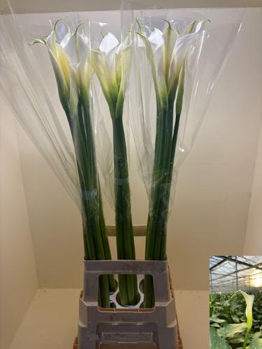 Zantedeschia aethiopica 'Innocence'