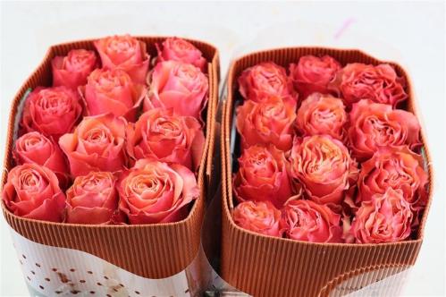 Rosa grootbloemig overig