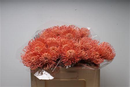 Leucospermum 'Naomi' kleurbehandeld H%