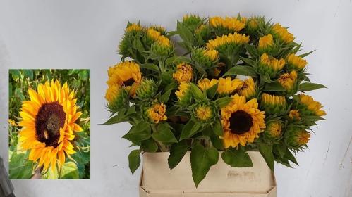Helianthus annuus 'Sunrich Orange'
