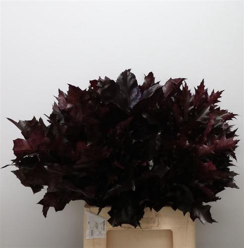 Quercus rubra kleurbehandeld H%