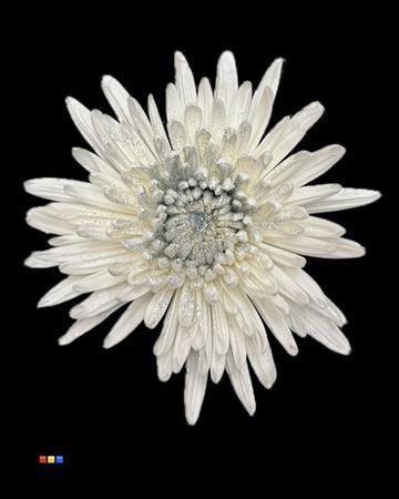 Chrysanthemum geplozen kas kleurbehandeld H%