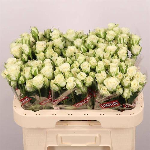 Rosa tros Snowflake