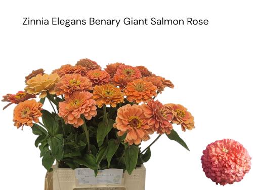 Zinnia elegans