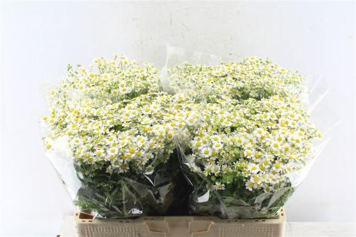 Tanacetum parthenium 'Single Vegmo'
