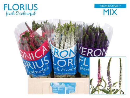 Veronica Smart Gemengd