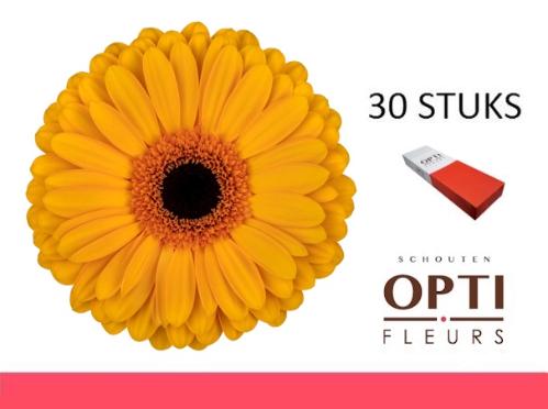 Gerbera grootbloemig 'Oaklyn'