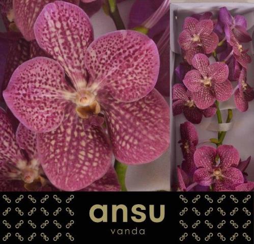 Vanda Nitaya Tropical Punch