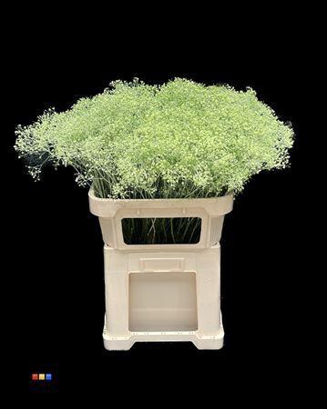 Gypsophila overig kleurbehandeld H%