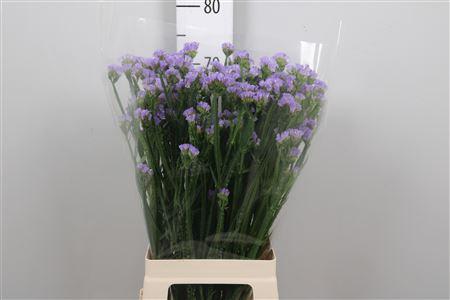 Limonium sinuatum Donau Birds