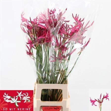 Nerine Bowdenii Grp 'Sanne'
